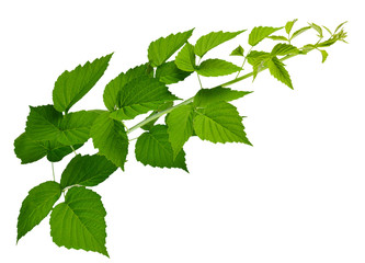 Raspberry / blackberry leaves isolated on white background without shadow. Healing plants.