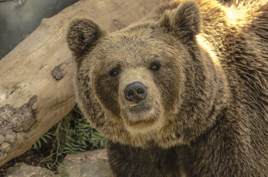 Primo piano di un orso bruno