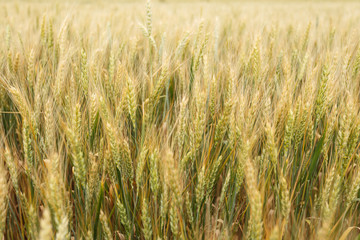 Golden wheat ears in a field