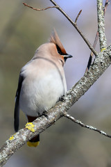 waxwing