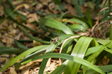 colorful hemiptera tropical rainforest insect