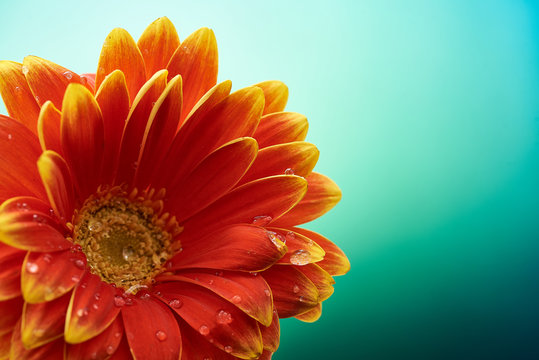 Beautiful orange flower Gerbera with water drops on turquoise abstract background. Macro photography of gerbera flower.
