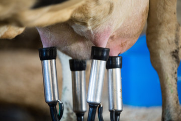 milking machine on the udder of a cow close up