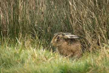 European Brown hare_000000899578_42