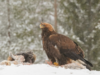 Golden eagle rips pieces of meat from icy carcass of a deer in snowfall