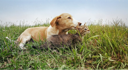 Puppy and kitten lie on the grass - 196536444