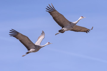 A Flight of Sandhill Cranes in Monte Vista, Colorado