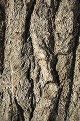 background, texture - bumpy gray bark of old poplar