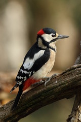 Ritratto di Picchio rosso maggiore maschio (Dendrocopos major)