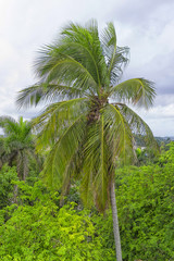 Fototapeta na wymiar Coconut palm brightly stands out against the background of a clo