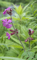 Obraz premium red flower with water droplets