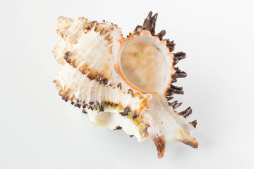 A beautiful sea shell