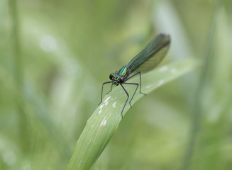 green dragonfly on grass