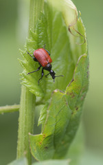 red bug on green leaf