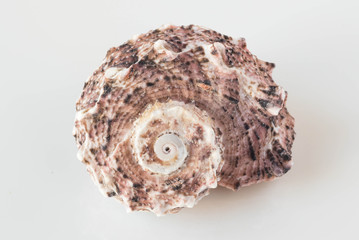 A beautiful sea shell
