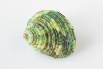 A beautiful sea green shell