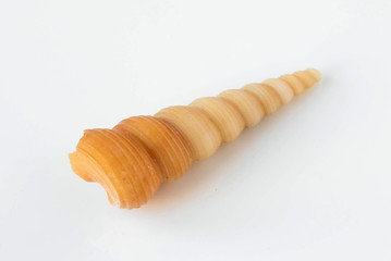 A beautiful sea shell