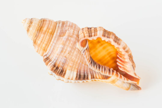 A beautiful sea shell