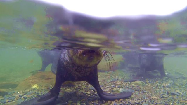 Underwater shot of sea lions playing underwater and above on South Georgia Island, Antarctica.