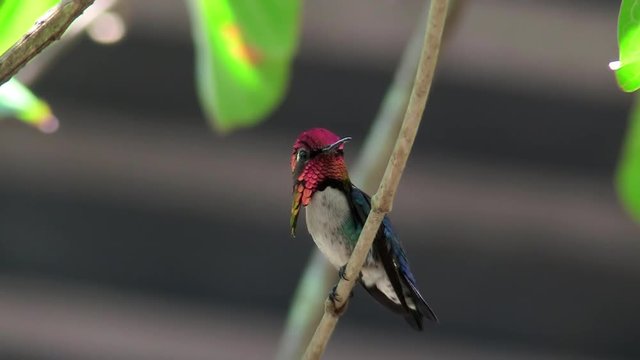 A male bee hummingbird rests ion a branch in Cuba.
