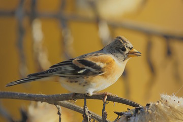 Peppola (Fringilla montifringilla)