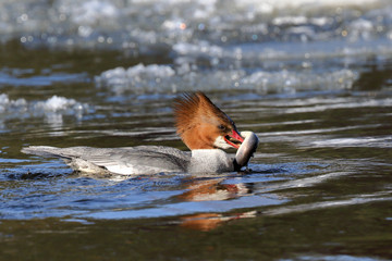 Common Merganser is eating lamprey in the river