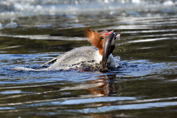 Common Merganser is eating lamprey in the river