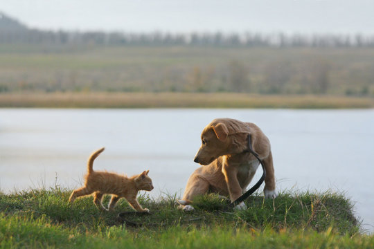 Kitten and puppy are sitting on the lake shore
