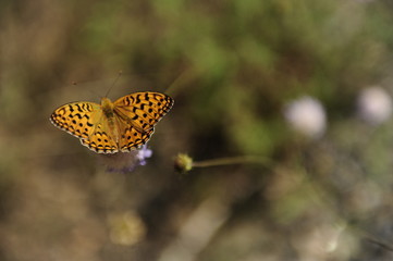 Obraz premium mariposa campo