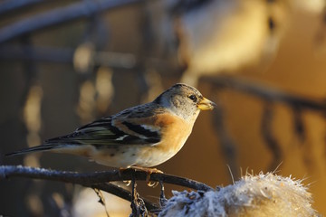 Peppola comune (Fringilla montifringilla)