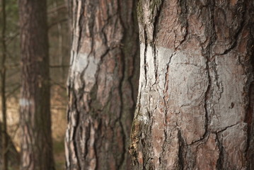 marked pine trees