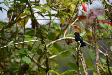 caraibi