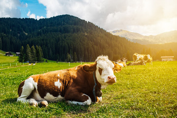 Kuh auf der Alm bei Sonnenschein