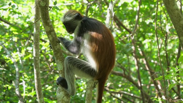 Red Colobus Monkey (Procolobus kirkii) in Jozani Forest on island of Zanzibar, Tanzania, Africa. Close up of feeding on leaves and fruits.