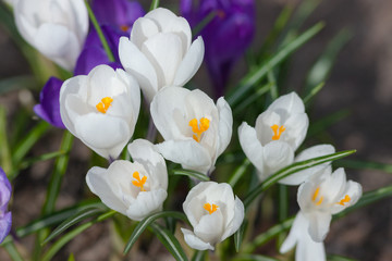 white crocuses close up