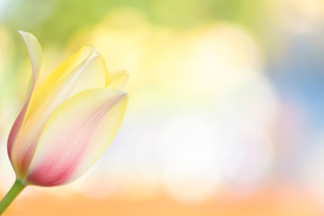 Lovely Close-up one tulip bud at colorful background. Romantic greeting card template.