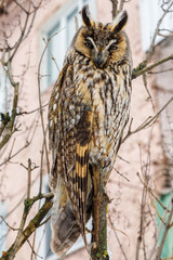 Owl on the tree on the background .