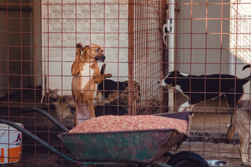 Cute dog behind a fence in an animal shelter waiting to be adopted, the street dog is locked in the...