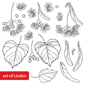 Vector set with outline Linden or Tilia or Basswood flower bunch, bract, fruit and ornate leaf in black isolated on white background. Linden tree in contour style for summer design and coloring book.
