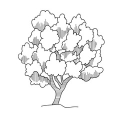 Tree sketch, architect hand drawing, landscape element