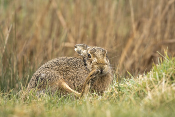 European Brown hare_000000899588_19