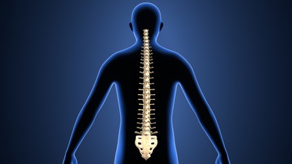 3d illustration of human body spinal bone