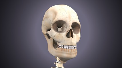 3d illustration of human  body skull