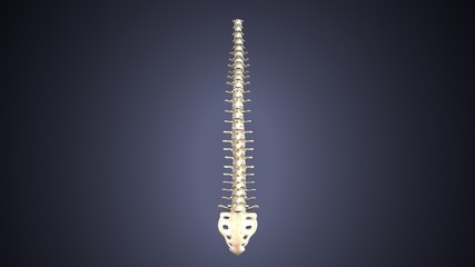 3d illustration of human body spinal bone