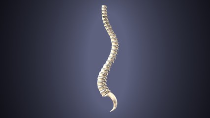 3d illustration of human body spinal bone