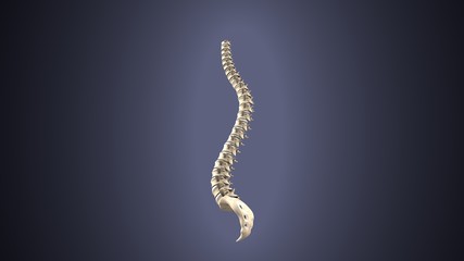3d illustration of human body spinal bone