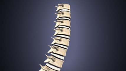 3d render of Human Spinal Anatomy