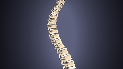 3d render of Human Spinal Anatomy