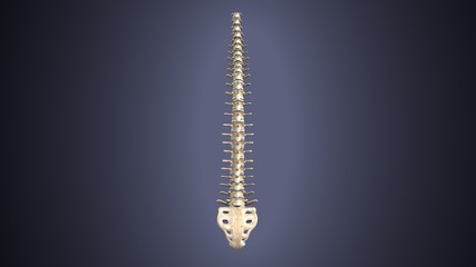 3d render of Human Spinal Anatomy