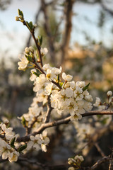 Spring Blossoms